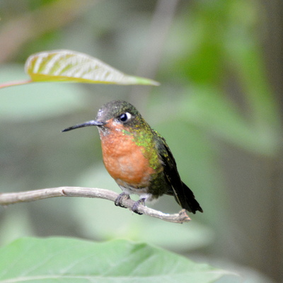 Wedge-Tailed Hillstar